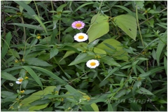 Erigeron karvinskianus